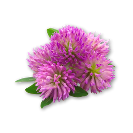 Red Clover
