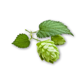Hops
