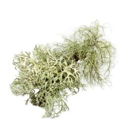 VitaShine™ D3 from reindeer lichen