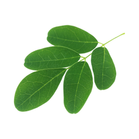 Moringa plant