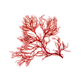 Aquamin™ Calcium from red algae